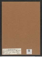 Triceratium arcticum var. ? kerguelense Grun. (de-Toni-Nr.: Genus 140, Species 3719) Zeichnungen Sammlung Grunow Mappe 03825 (Herbarium_W_Grunow_drawings_Folder_03825)
